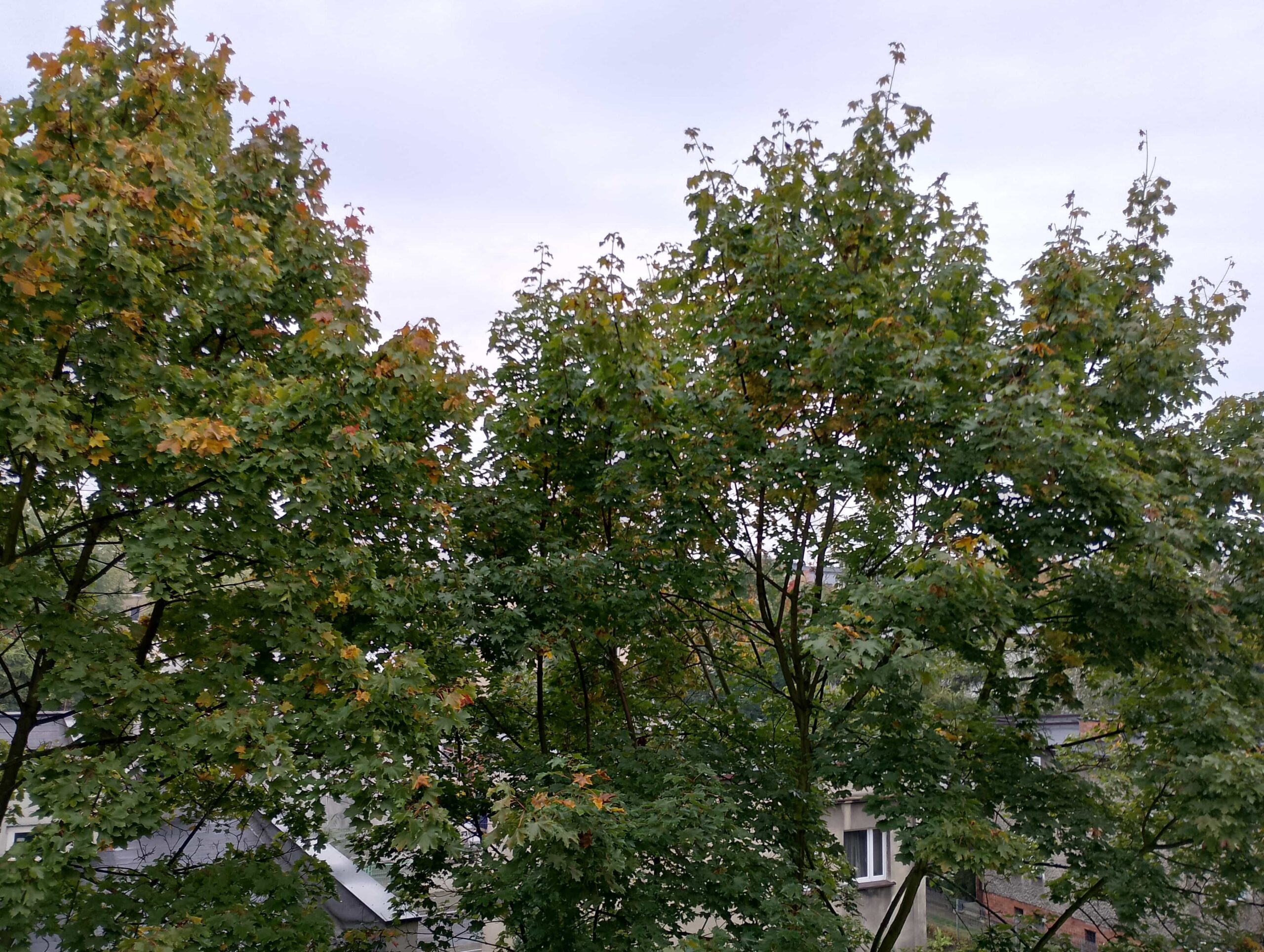 Pochmurna pogoda - Motorola Moto G14