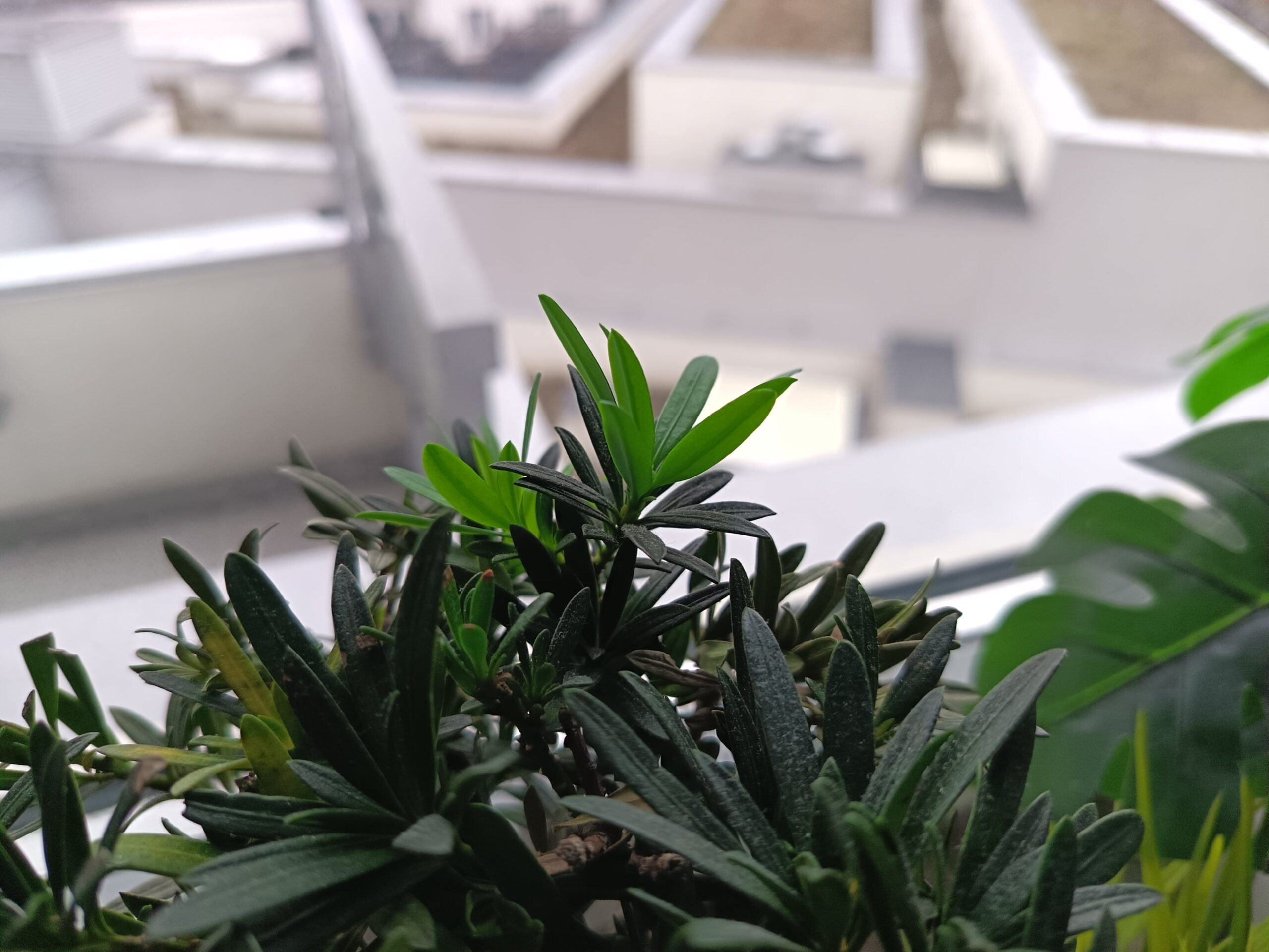 Zdjęcia - HONOR 400 Lite