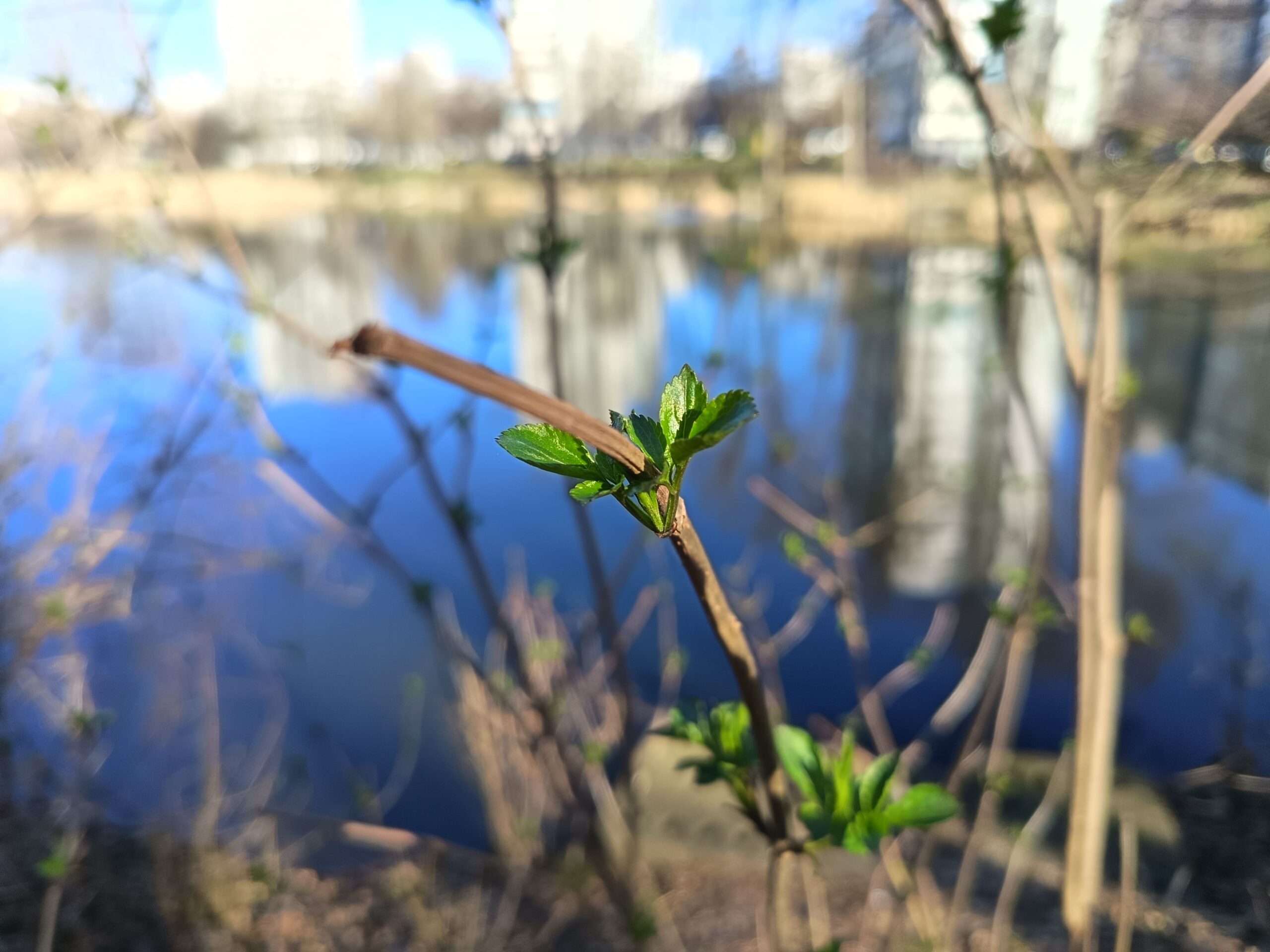 Zdjęcia - HONOR 400 Lite
