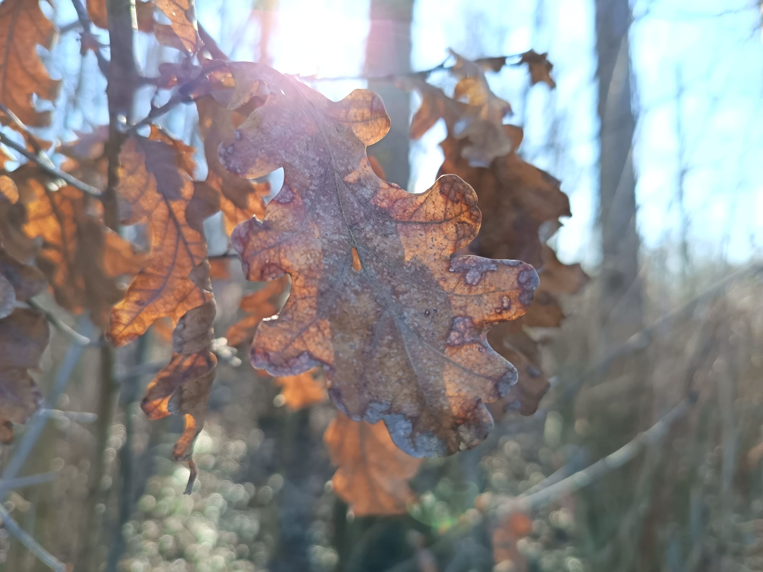 Zdjęcia - HONOR 400 Lite