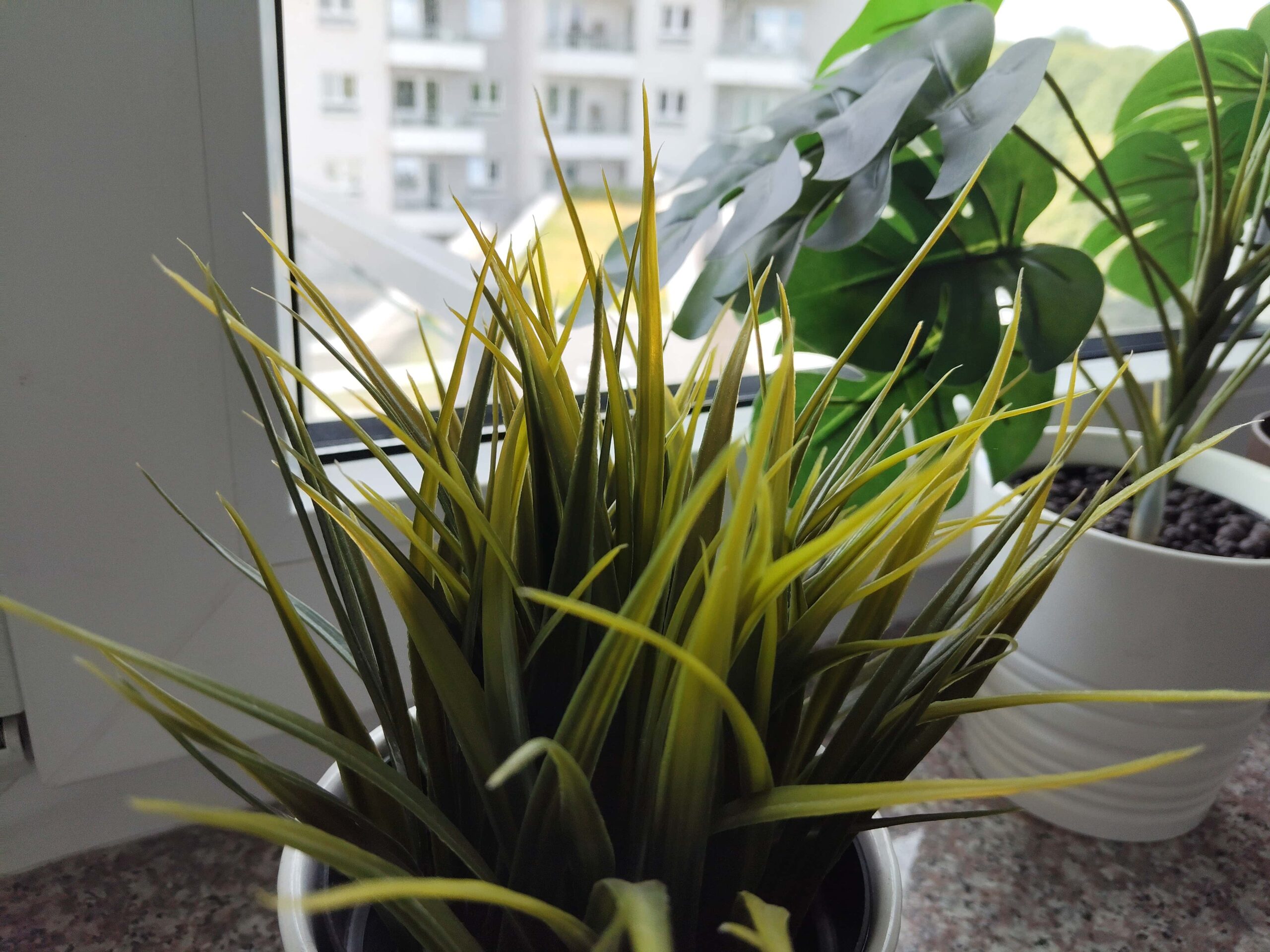 Zdjęcia makro - HONOR 200 Smart