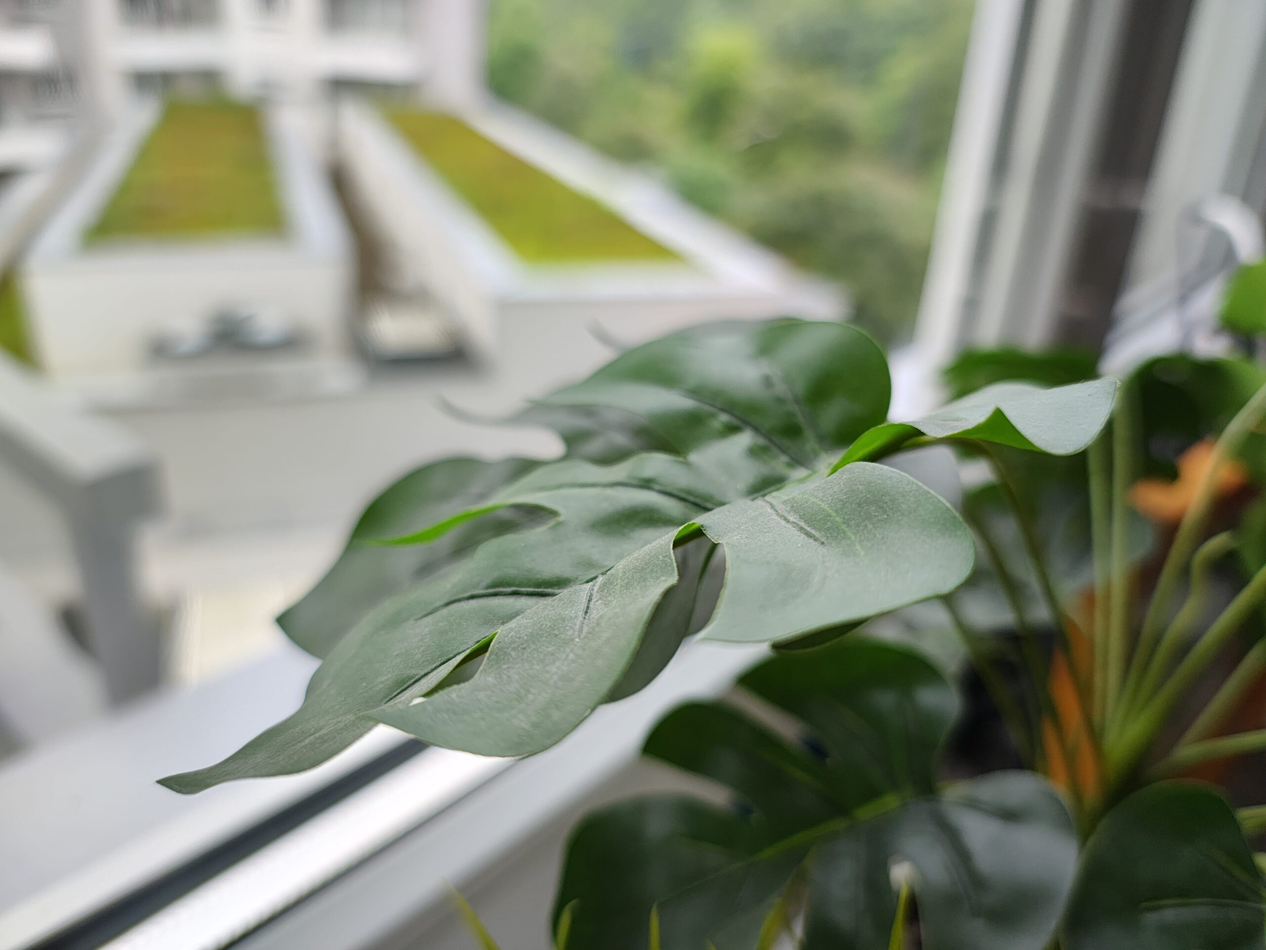 Zdjęcia makro - Motorola Edge 50 Pro Zdjęcia makro - Motorola Edge 50 Pro