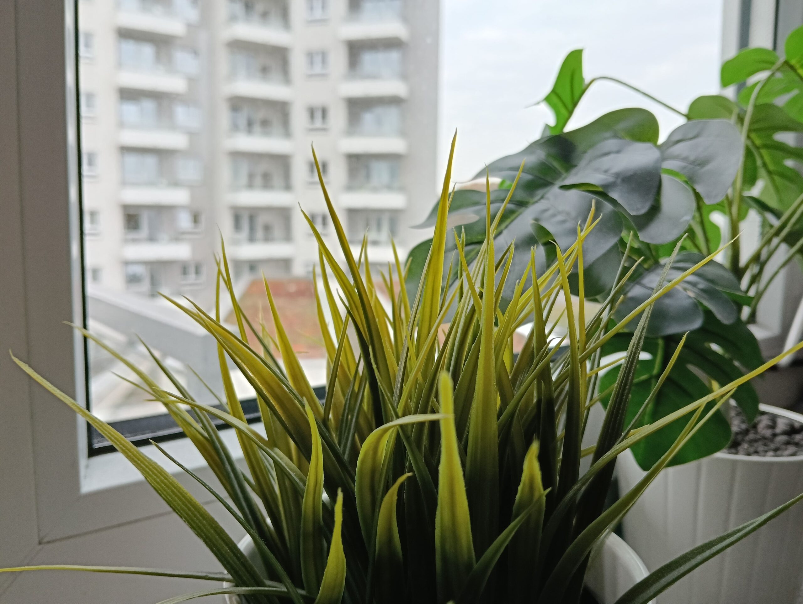 Zdjęcia makro - OPPO Reno12 F