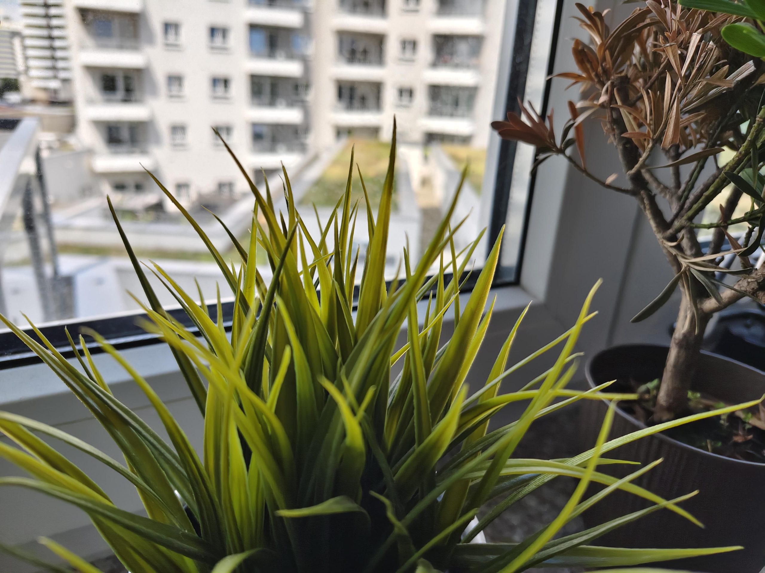 Zdjęcia makro - vivo V50