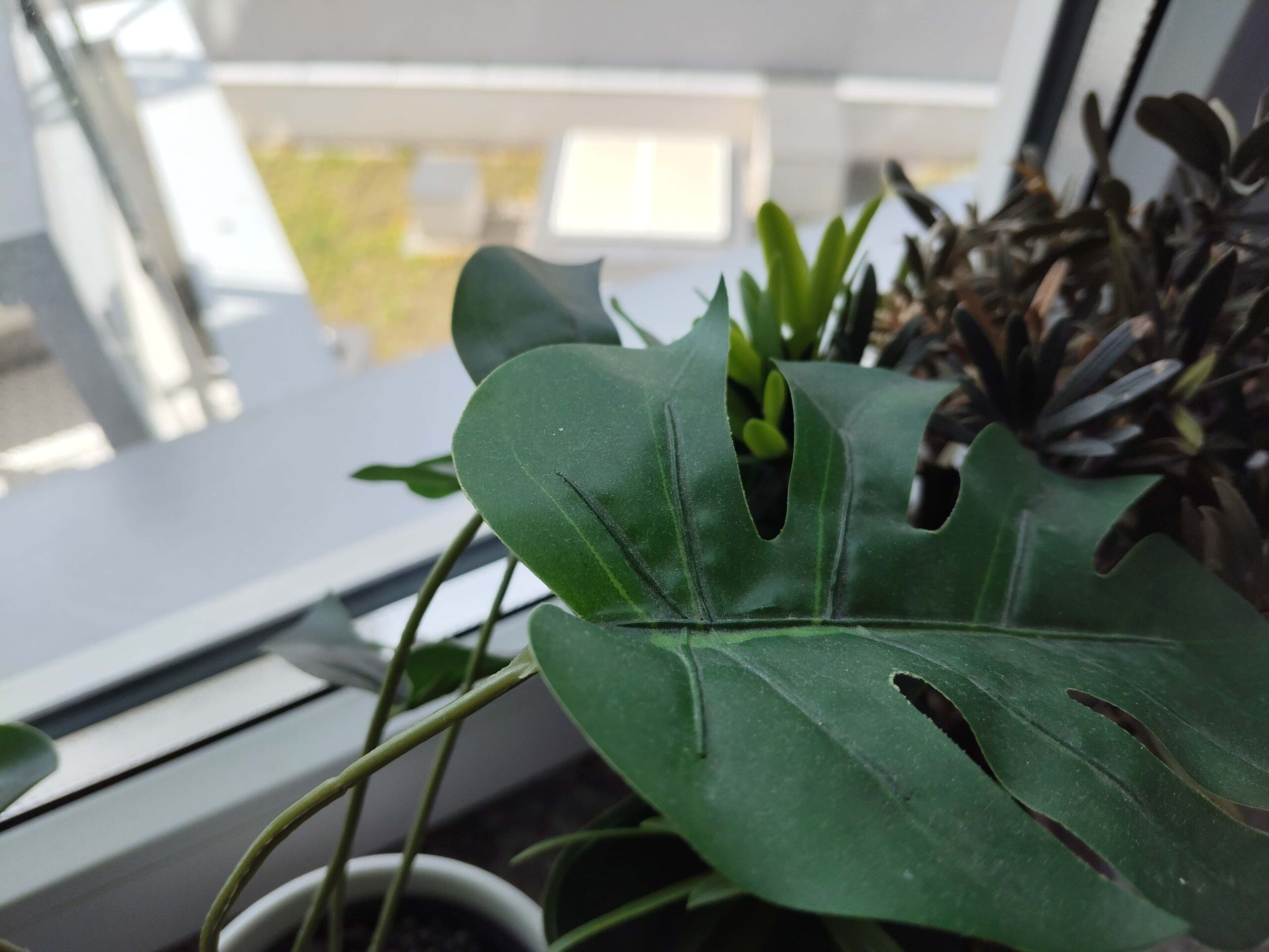 Zdjęcia makro - HONOR 200 Smart