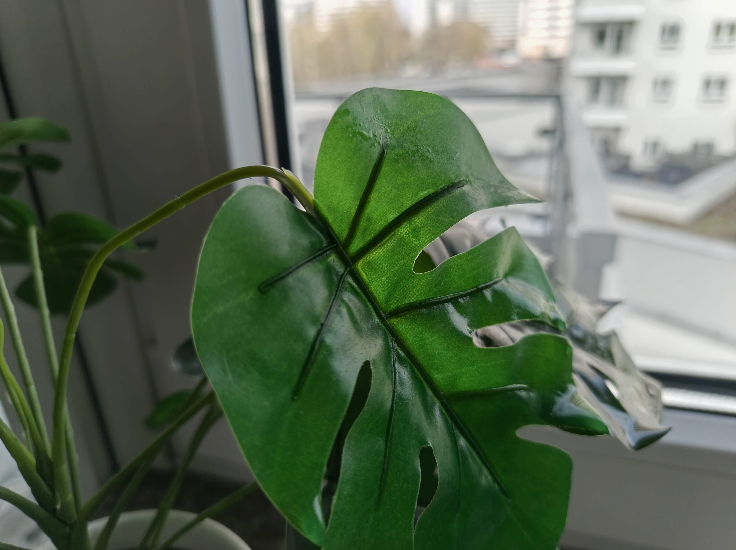 Zdjęcia makro - HONOR 600 Lite Zdjęcia makro - HONOR 600 Lite