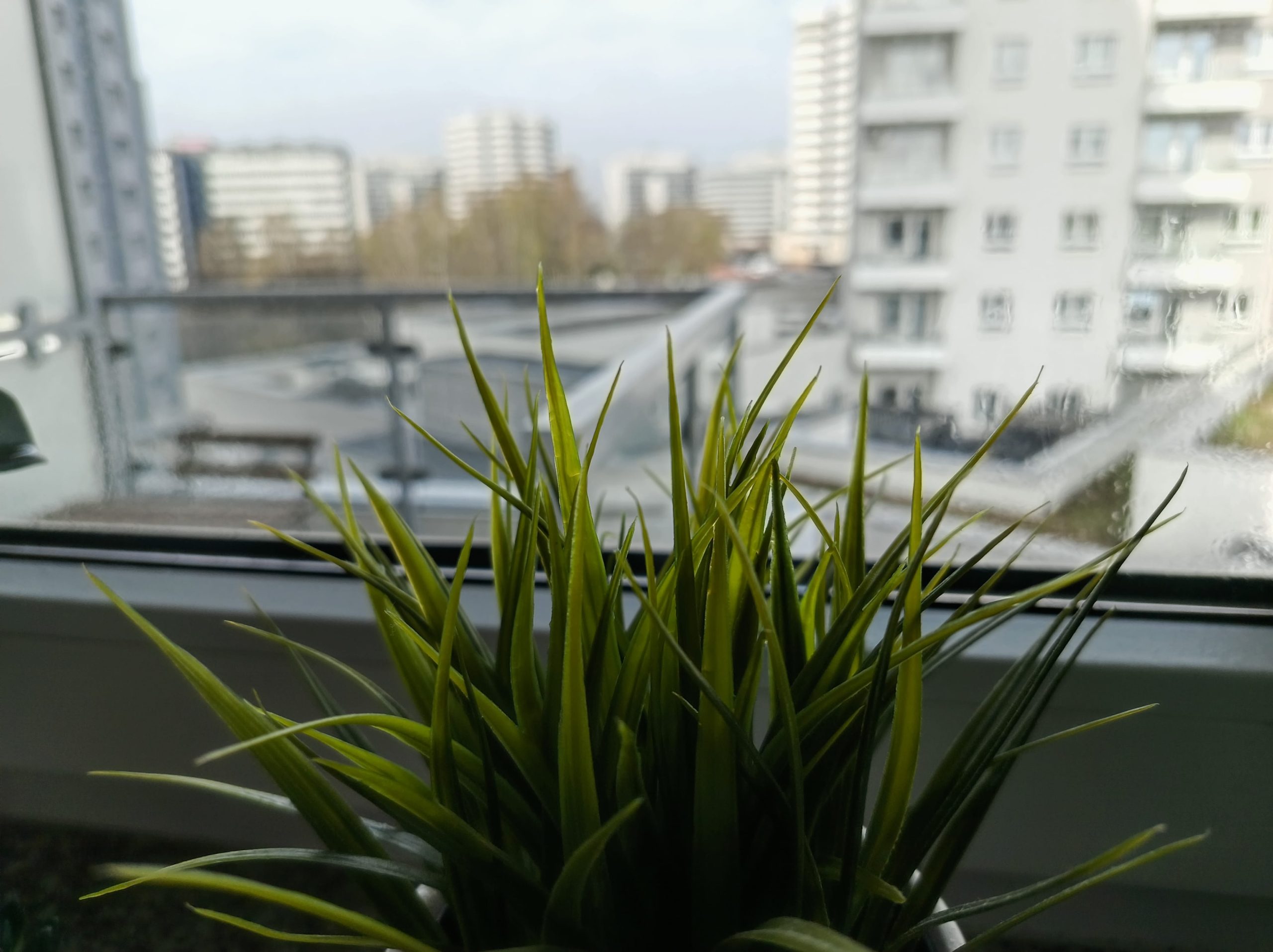 Zdjęcia makro - HONOR 600 Lite Zdjęcia makro - HONOR 600 Lite