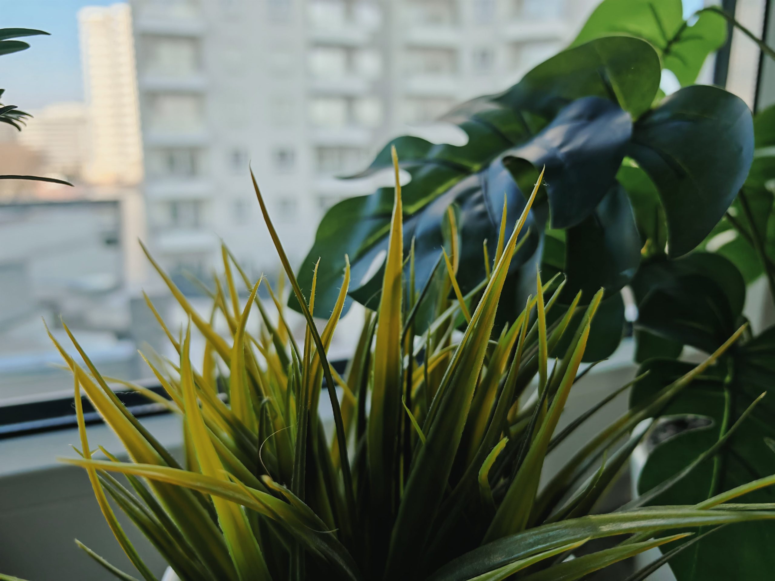 Zdjęcia makro - HONOR Magic7 Pro