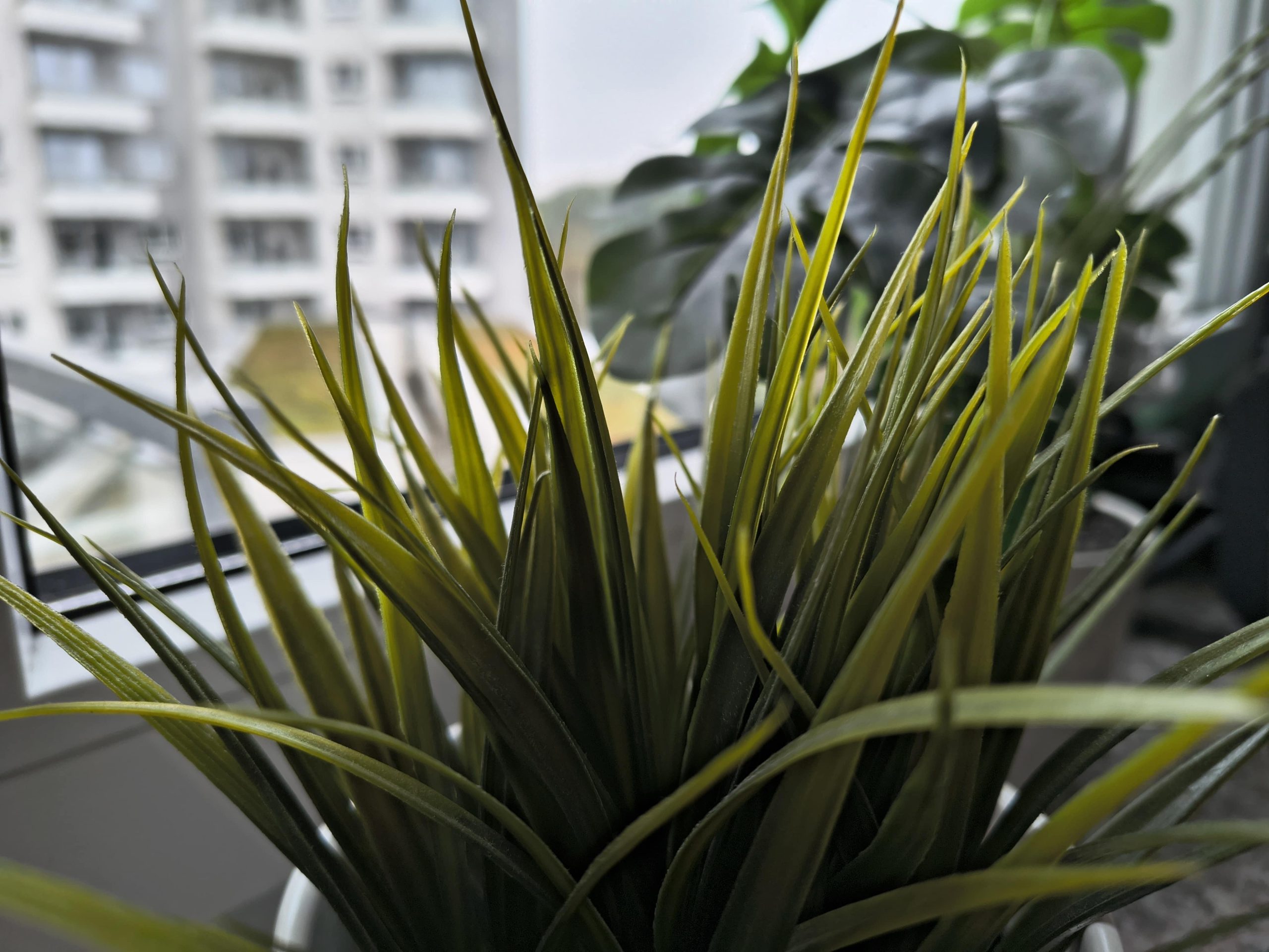 Zdjęcia makro - Motorola Edge 50 Neo