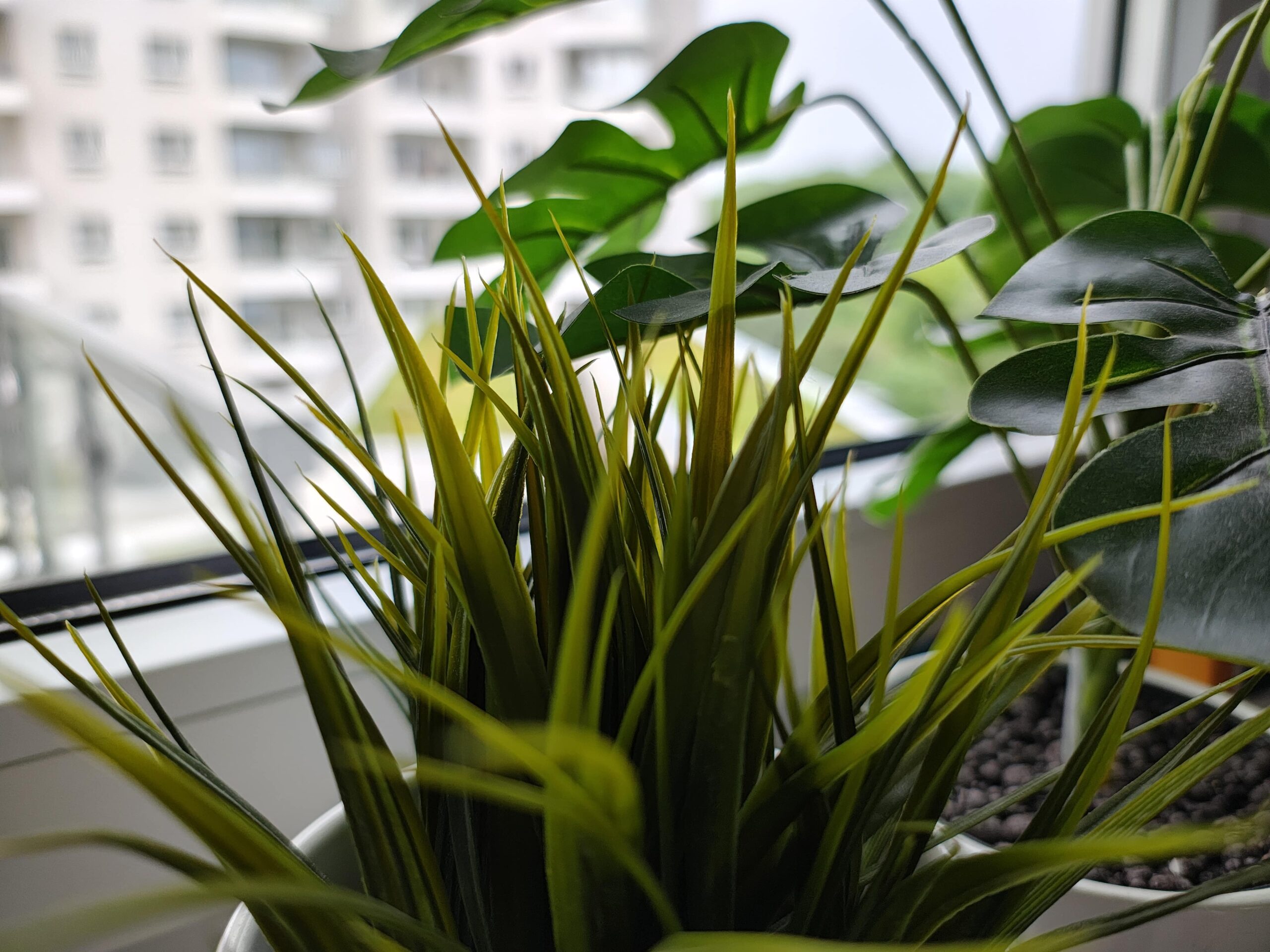 Zdjęcia makro - Motorola Edge 50 Pro Zdjęcia makro - Motorola Edge 50 Pro