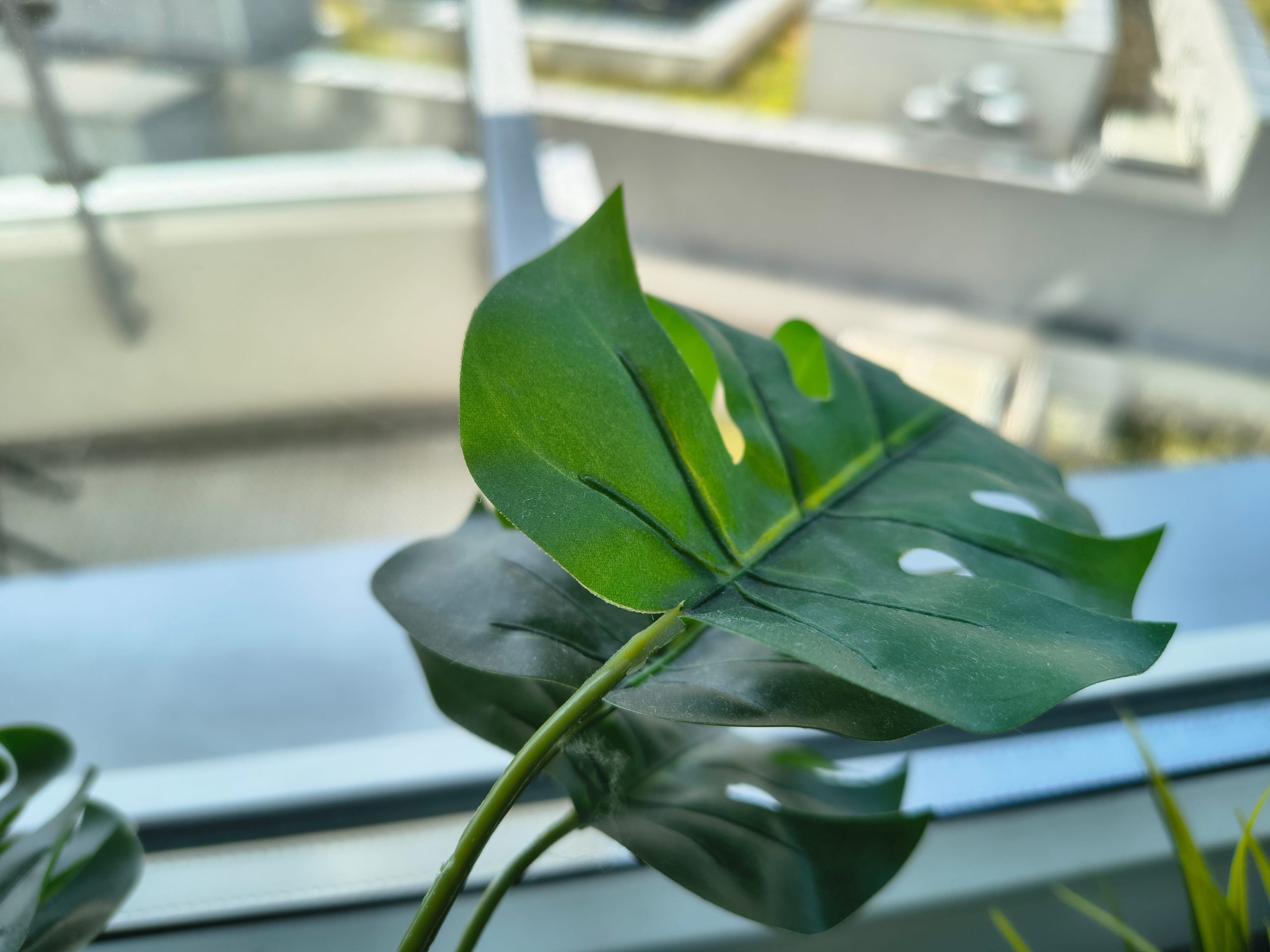 Zdjęcia makro - Motorola Edge 60 Fusion Zdjęcia makro - Motorola Edge 60 Fusion