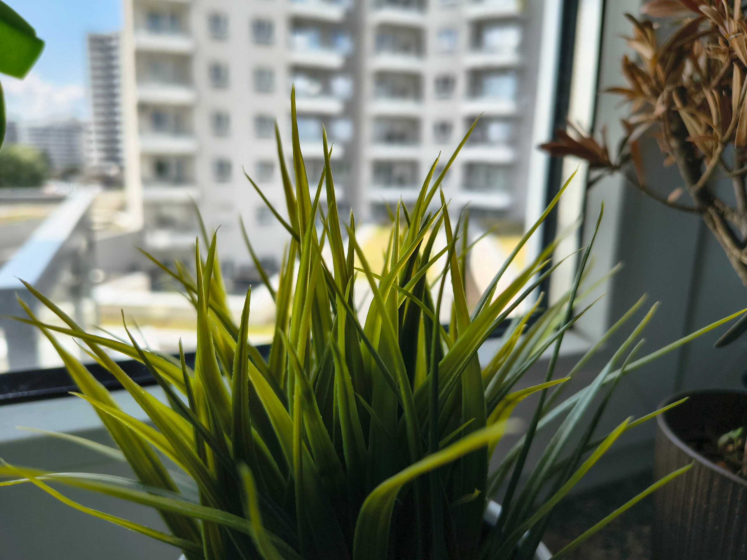 Zdjęcia makro - Motorola Edge 60 Fusion Zdjęcia makro - Motorola Edge 60 Fusion