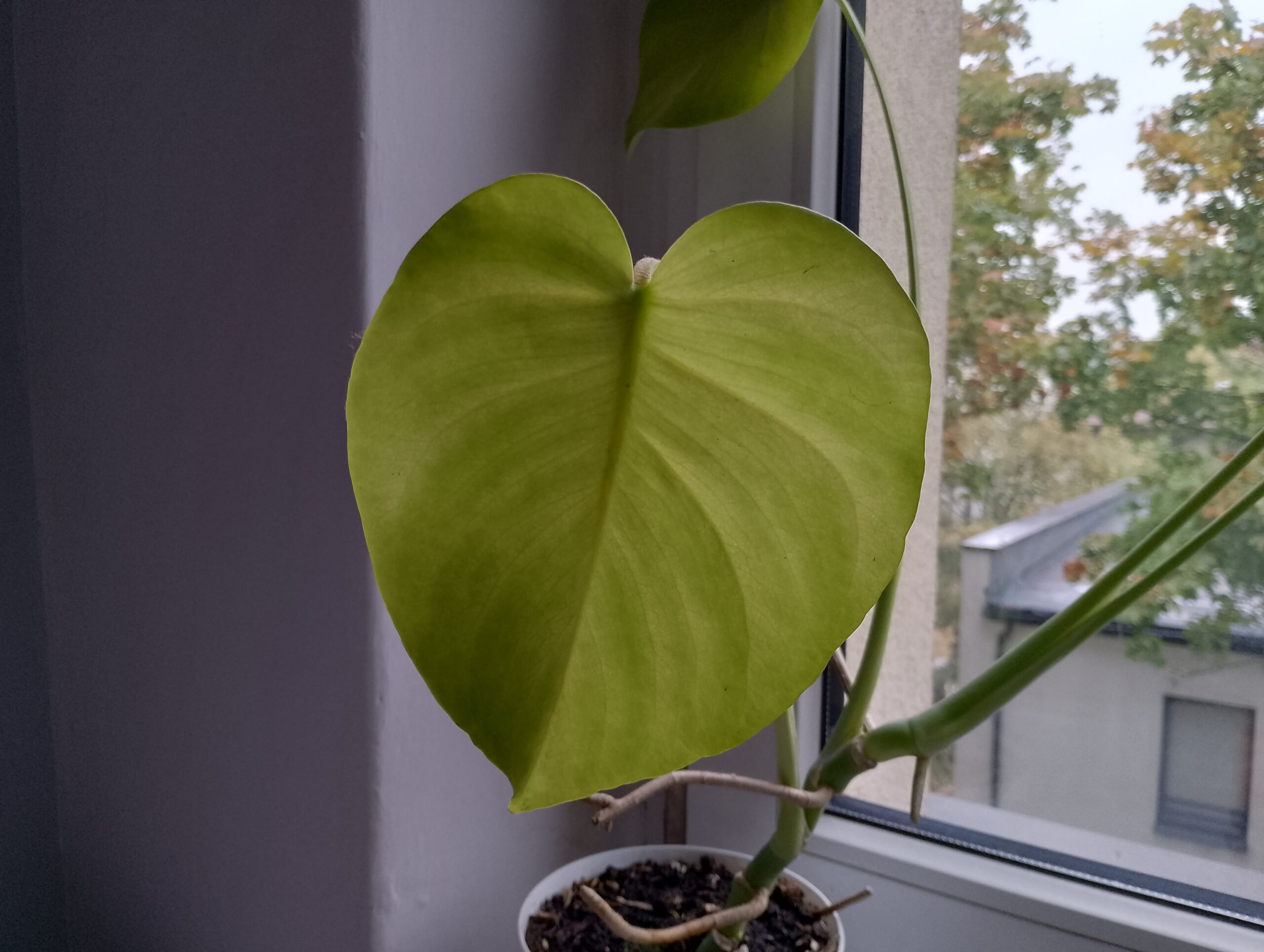 Zdjęcia makro - Motorola Moto G14