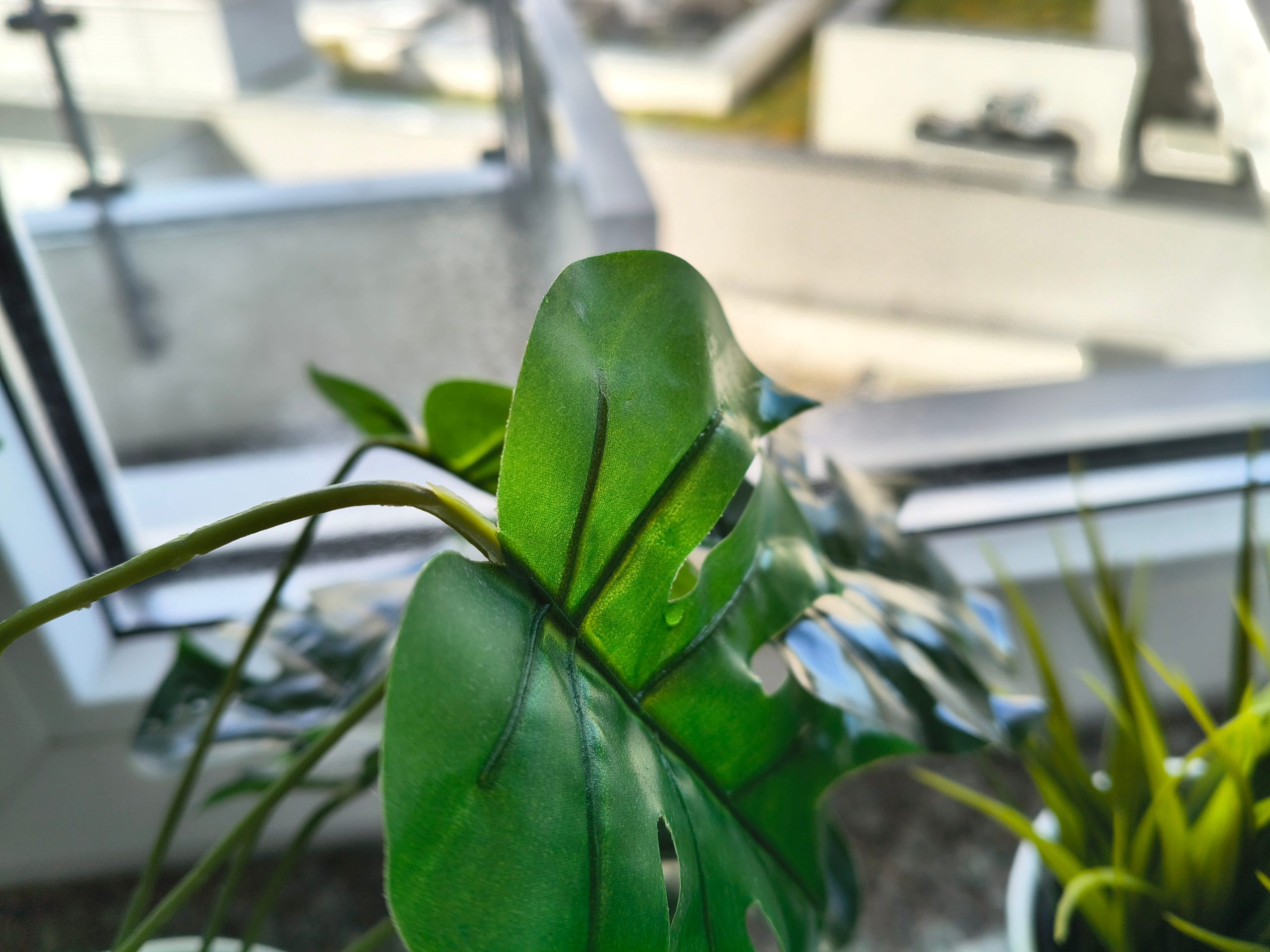 Zdjęcia makro - Motorola Moto G86