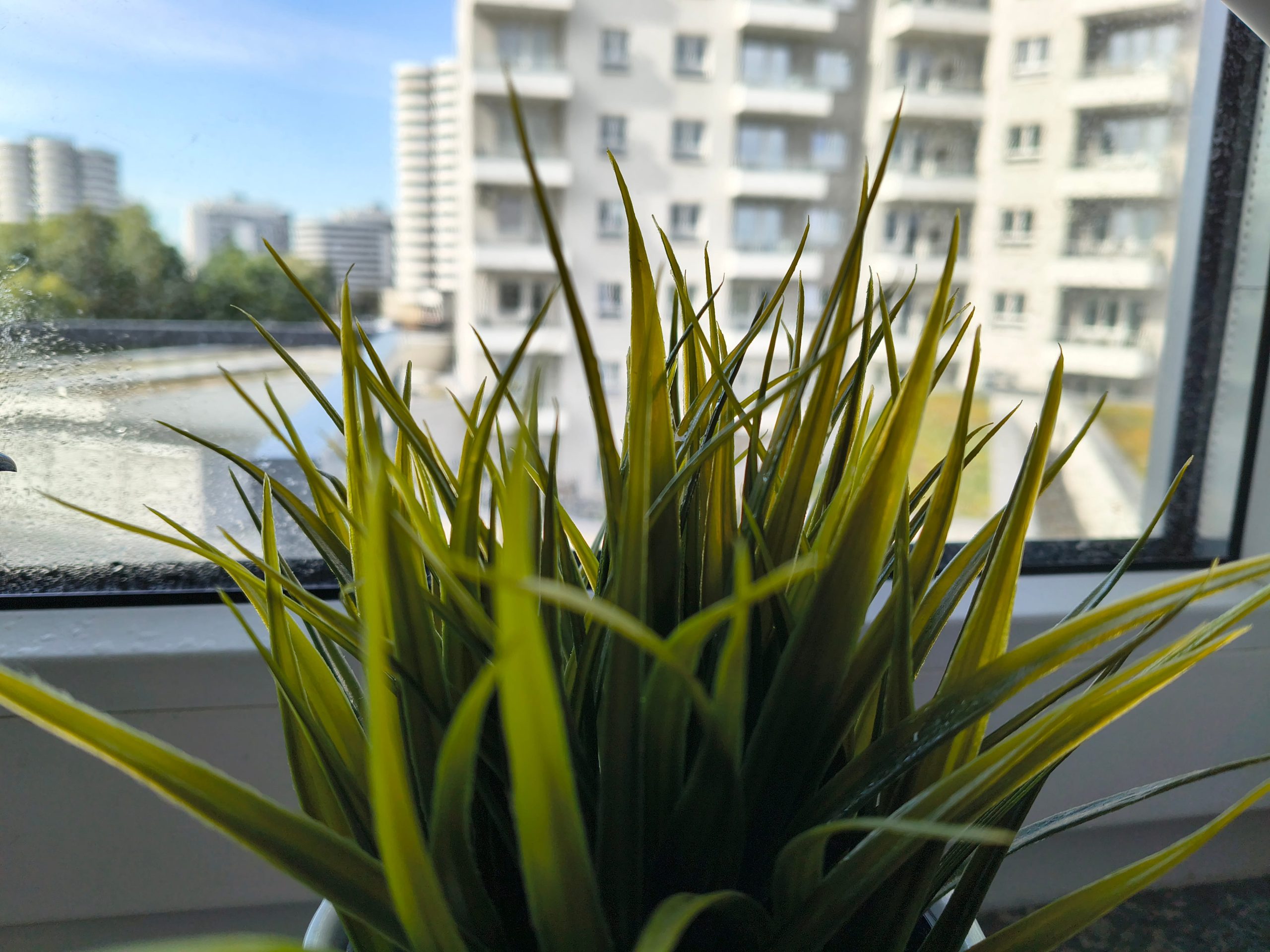 Zdjęcia makro - Motorola Moto G86