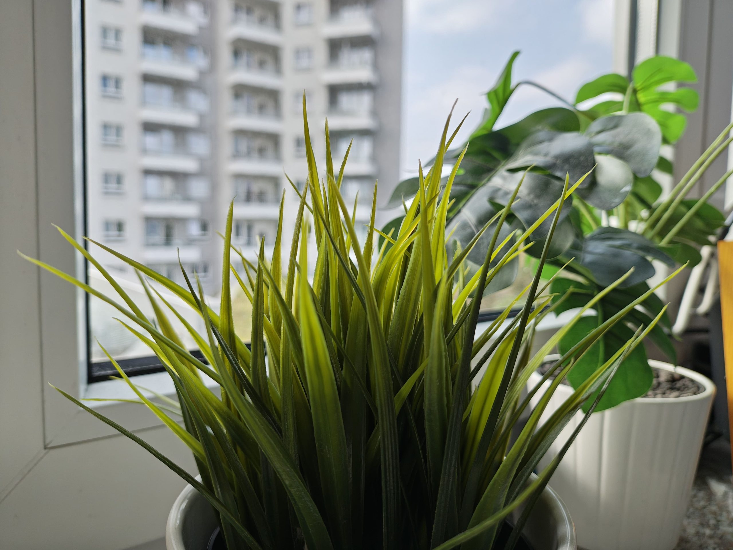 Zdjęcia makro - Motorola Razr 50 Ultra