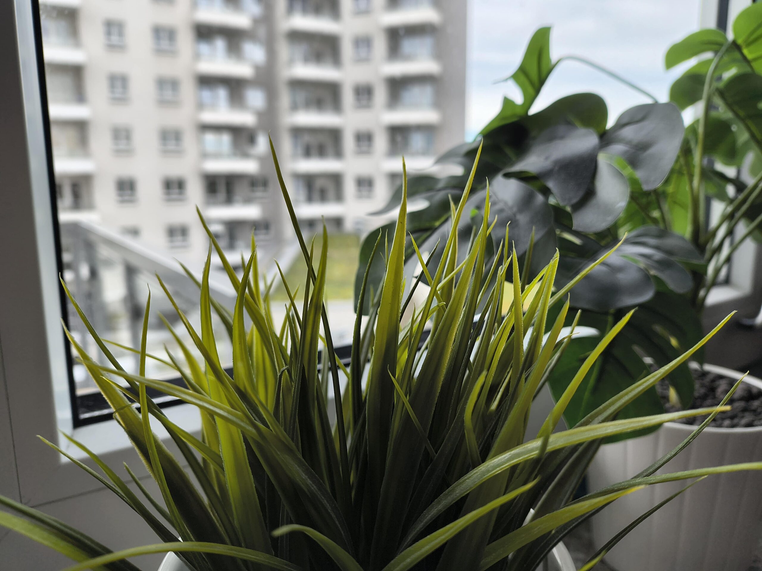 Zdjęcia makro - Motorola Razr 50