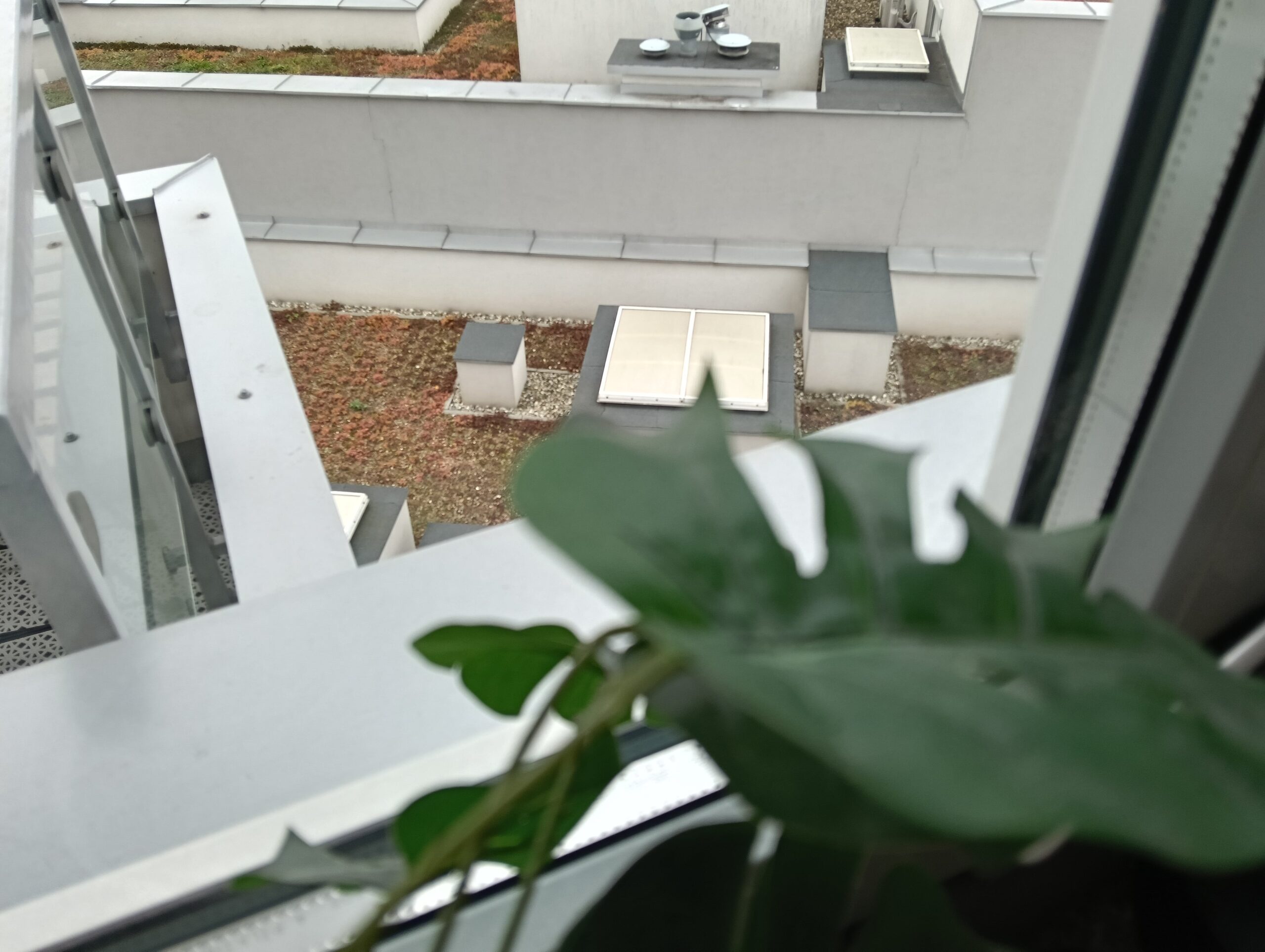 Zdjęcia makro - OPPO Reno12 F