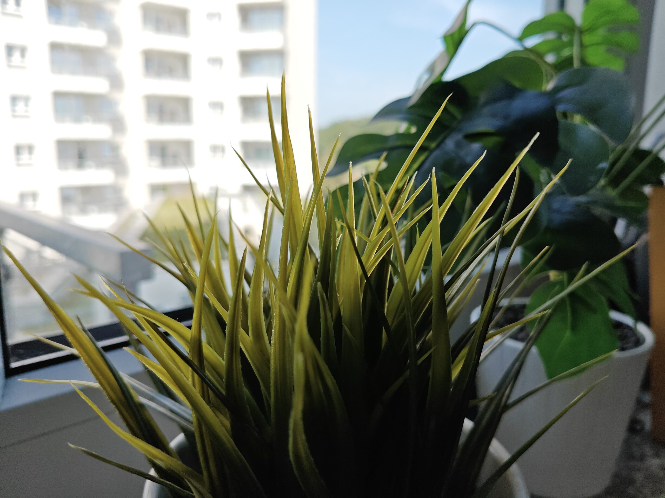 Zdjęcia makro - OnePlus Nord 4 Zdjęcia makro - OnePlus Nord 4