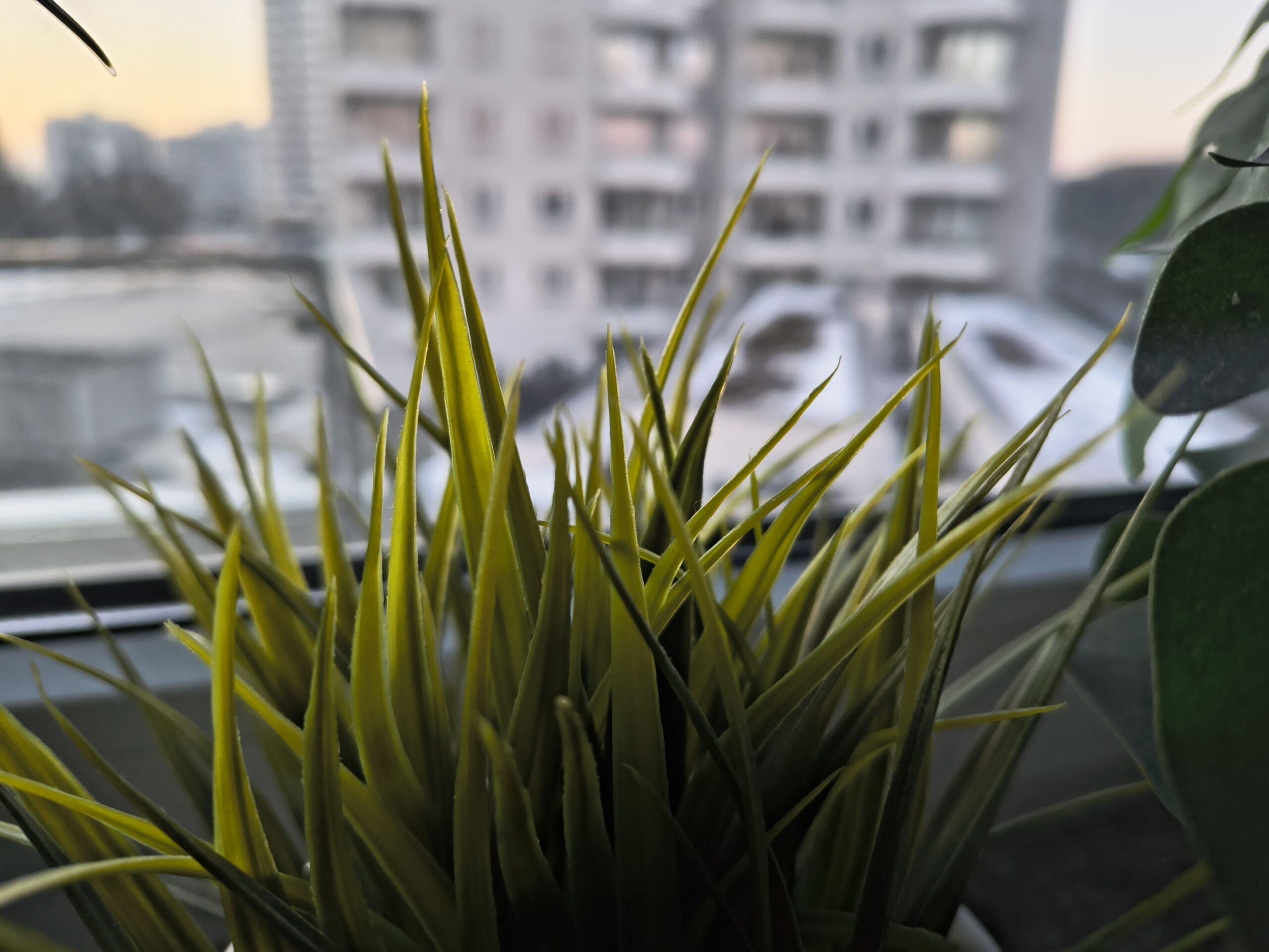 Zdjęcia makro - Thinkphone 25 by Motorola