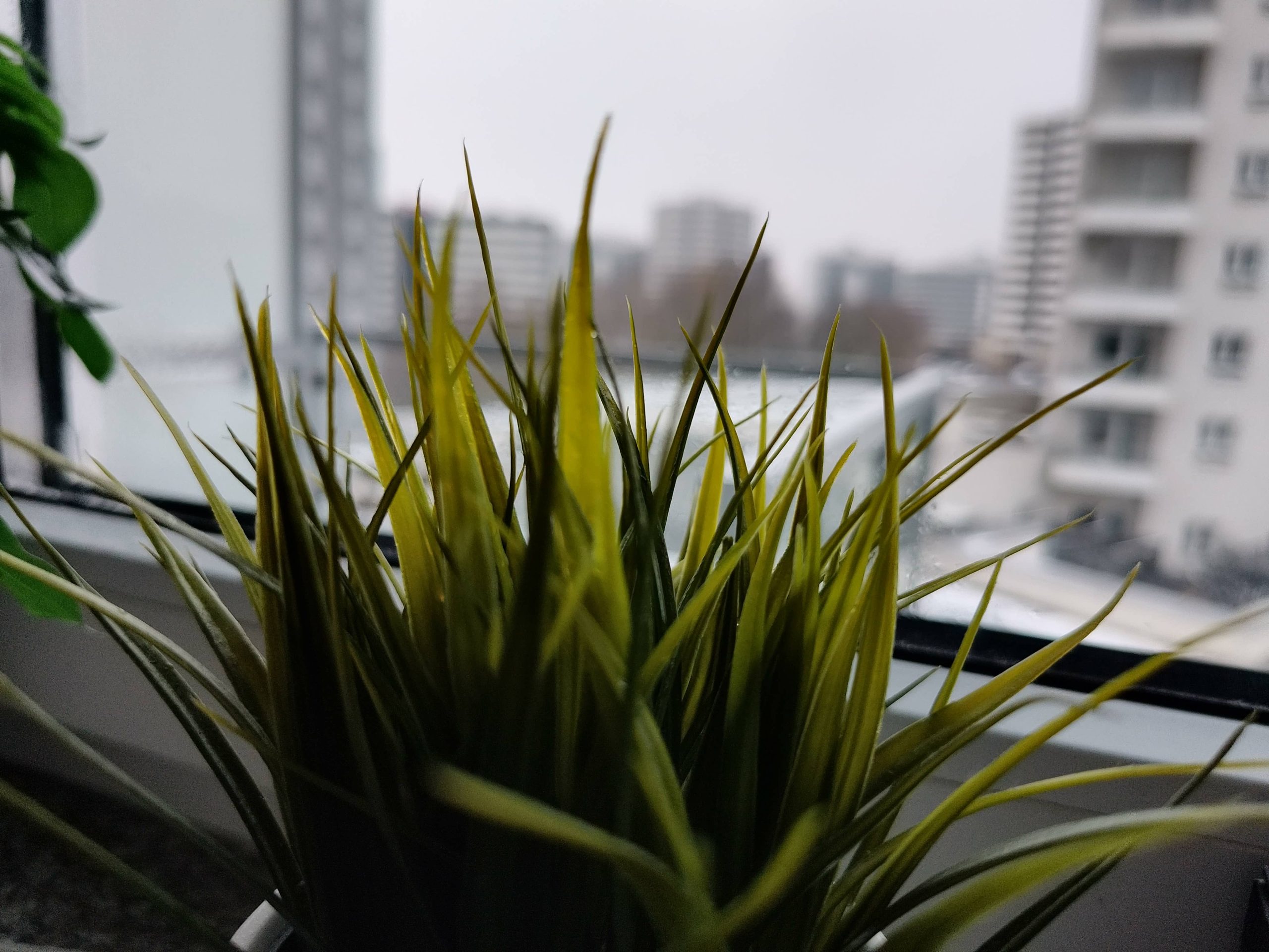 Zdjęcia makro - nubia Focus 2 Ultra